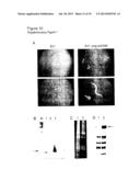 Methods for Incorporating Unnatural Amino Acids in Eukaryotic Cells diagram and image