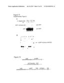 Methods for Incorporating Unnatural Amino Acids in Eukaryotic Cells diagram and image