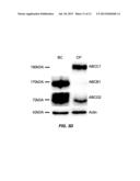 2-(R2-THIO)-10-[3-(4-R1-PIPERAZIN-1-YL) PROPYL]-10H-PHENOTHIAZINE FOR     TREATING A BETA-AMYLOIDOPATHY OR AN ALPHA-SYNUCLEOPATHY, AND METHOD FOR     THE DIAGNOSIS OR PREDIAGNOSIS THEREOF diagram and image