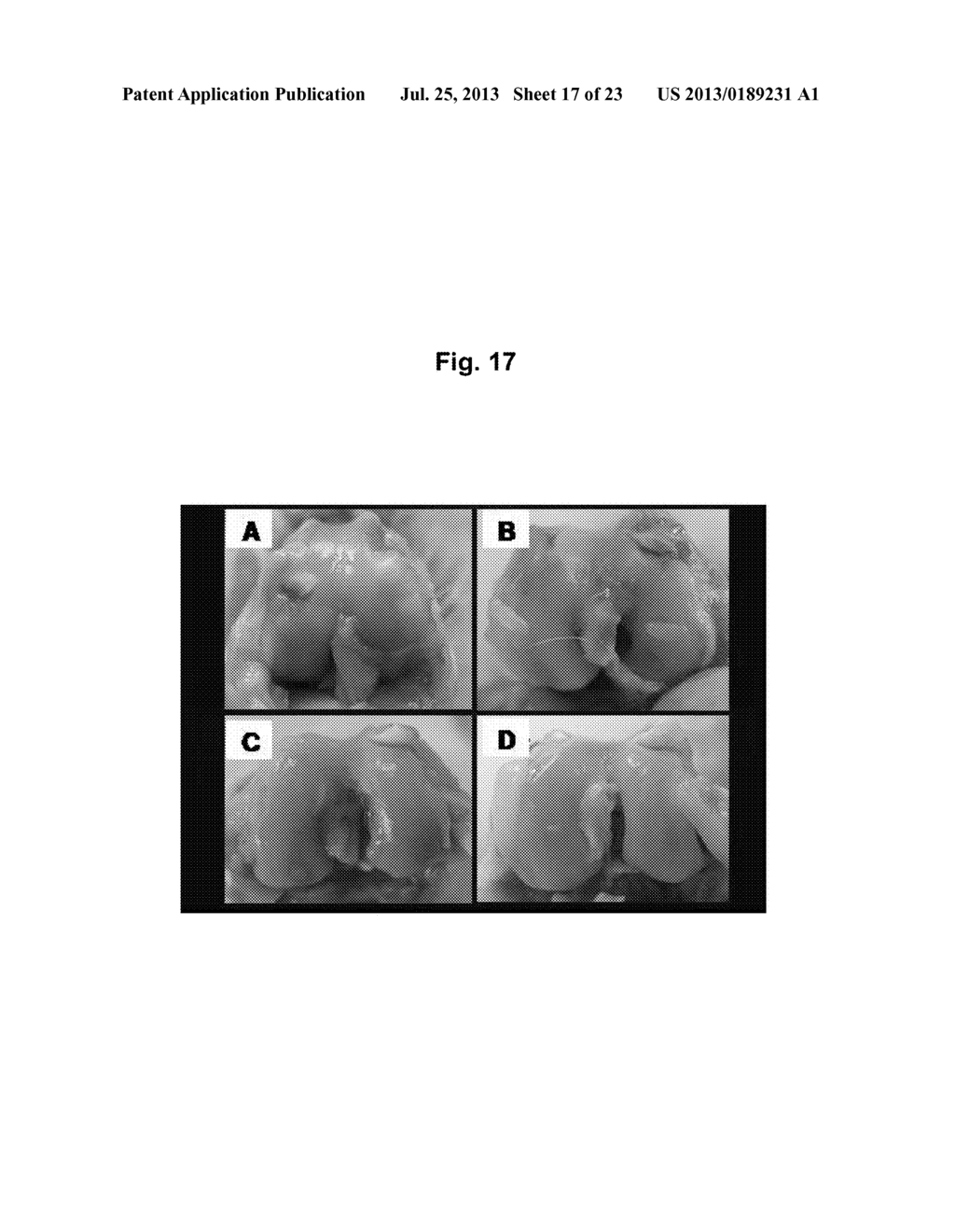 COMPOSITION FOR TREATMENT OF CARTILAGE DISEASE - diagram, schematic, and image 18