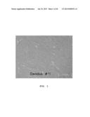 CELLULAR THERAPEUTIC AGENT FOR INCONTINENCE OR URINE COMPRISING STEM CELLS     ORIGINATED FROM DECIDUA OR ADIPOSE diagram and image