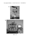 CELLULAR THERAPEUTIC AGENT FOR INCONTINENCE OR URINE COMPRISING STEM CELLS     ORIGINATED FROM DECIDUA OR ADIPOSE diagram and image