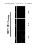 GENERATION OF PHOTORECEPTORS FROM HUMAN RETINAL PROGENITOR CELLS USING     POLYCAPROLACTONE SUBSTRATES diagram and image