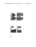 FERTILISATION INDEPENDENT FRUIT FORMATION IN TOMATO diagram and image