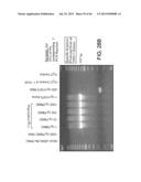 RARE CELL ANALYSIS USING SAMPLE SPLITTING AND DNA TAGS diagram and image