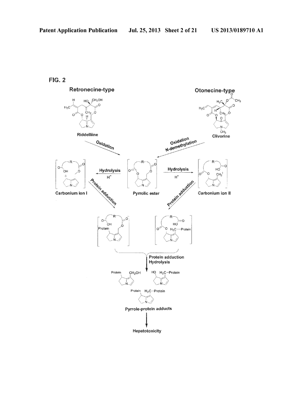 Method And Assay Kit For Detection Of Toxicity Induced By Pyrrolizidine     Alkaloids - diagram, schematic, and image 03