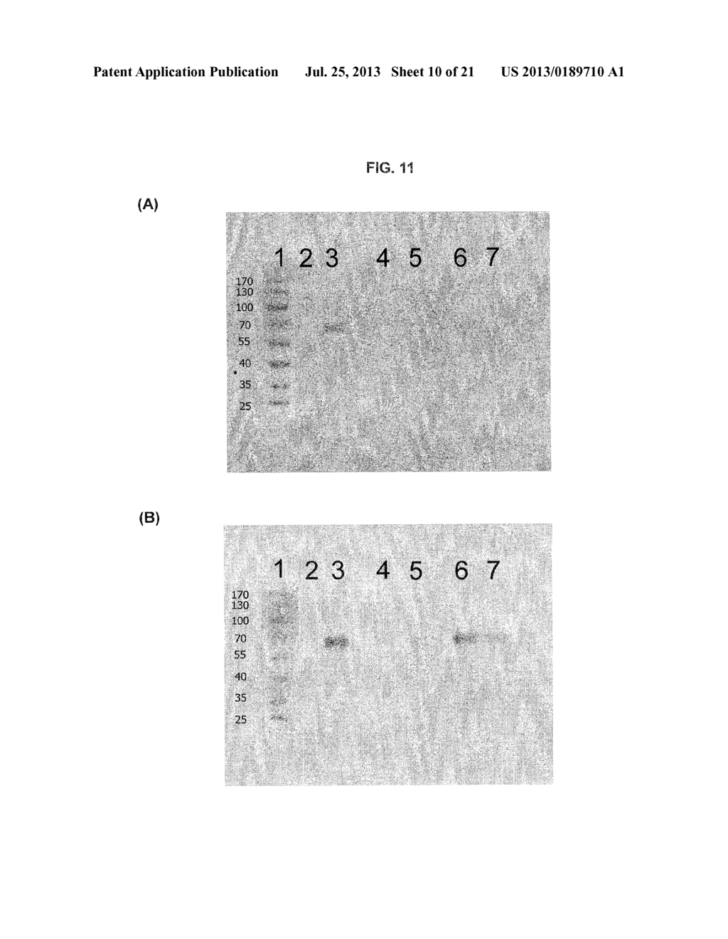 Method And Assay Kit For Detection Of Toxicity Induced By Pyrrolizidine     Alkaloids - diagram, schematic, and image 11