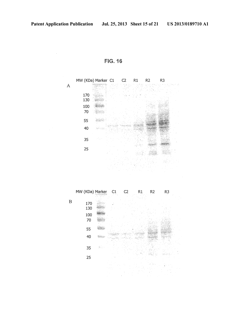 Method And Assay Kit For Detection Of Toxicity Induced By Pyrrolizidine     Alkaloids - diagram, schematic, and image 16