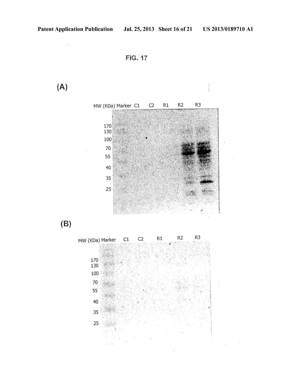 Method And Assay Kit For Detection Of Toxicity Induced By Pyrrolizidine     Alkaloids - diagram, schematic, and image 17