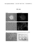 COMPOSITIONS AND METHODS FOR REPROGRAMMING MAMMALIAN CELLS diagram and image