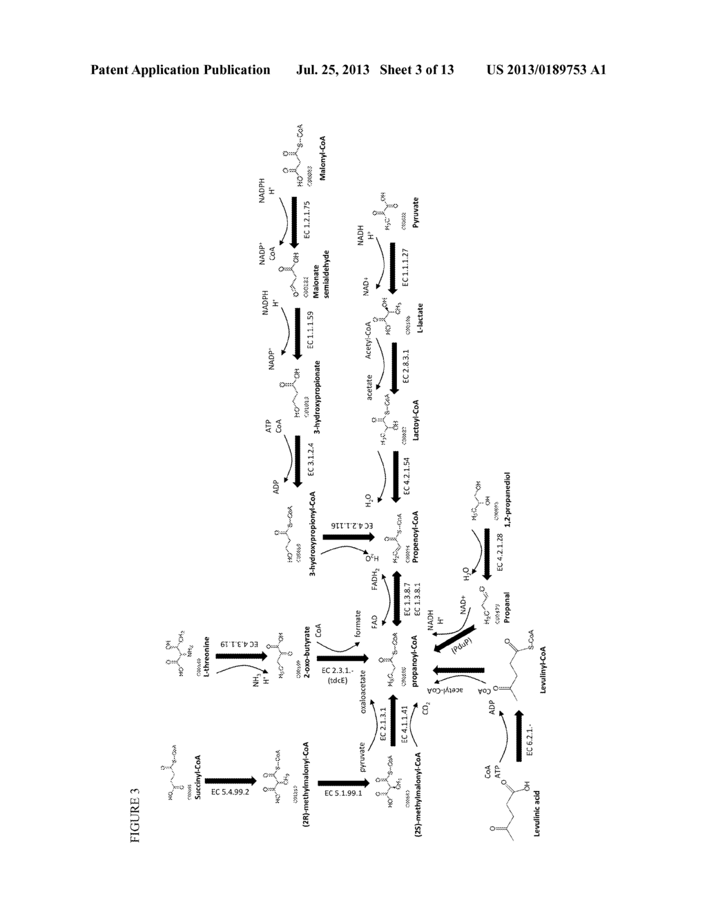 METHODS FOR BIOSYNTHESIZING 1,3 BUTADIENE - diagram, schematic, and image 04