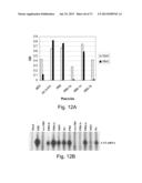 MULTI PLASMID SYSTEM FOR THE PRODUCTION OF INFLUENZA VIRUS diagram and image