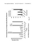 MULTI PLASMID SYSTEM FOR THE PRODUCTION OF INFLUENZA VIRUS diagram and image