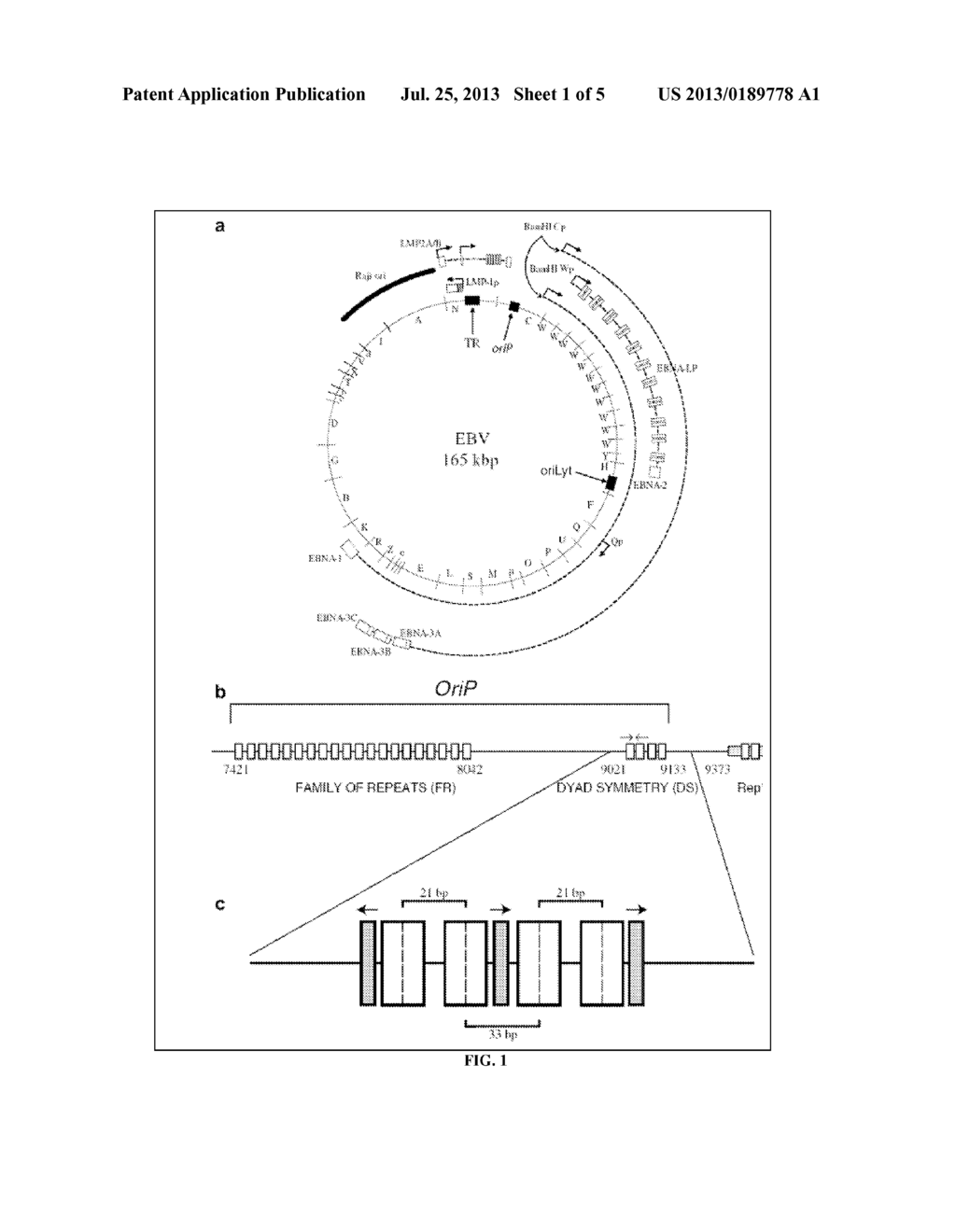 METHODS FOR THE PRODUCTION OF IPS CELLS USING NON-VIRAL APPROACH - diagram, schematic, and image 02