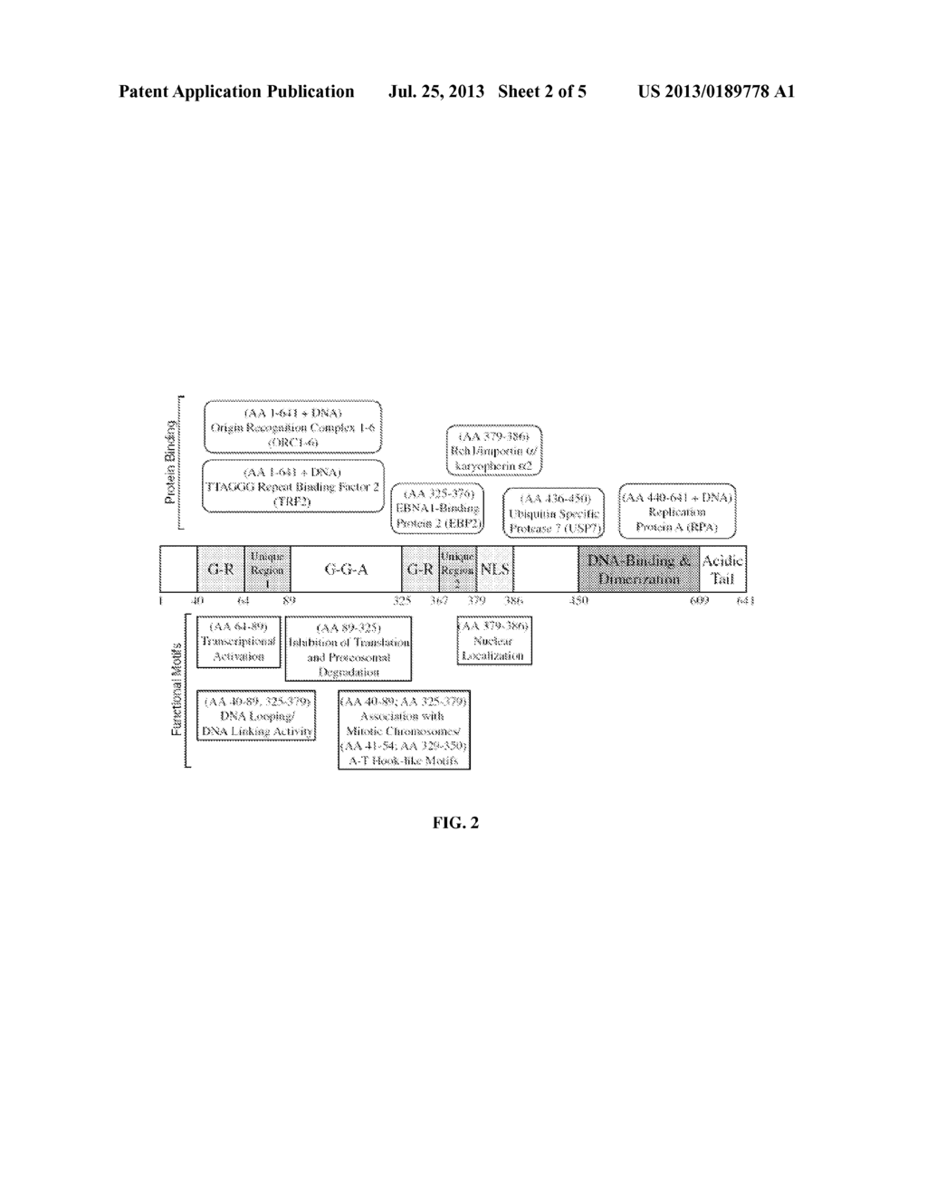 METHODS FOR THE PRODUCTION OF IPS CELLS USING NON-VIRAL APPROACH - diagram, schematic, and image 03