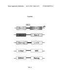 METHODS FOR THE PRODUCTION OF IPS CELLS USING NON-VIRAL APPROACH diagram and image