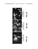 MONOCLONAL ANTIBODIES AGAINST PCBP-1 ANTIGENS, AND USES THEREFOR diagram and image