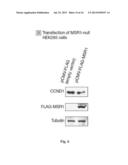 COMPOSITIONS AND METHODS FOR ASSESSING AND TREATING A PRECURSOR LESION     AND/OR ESOPHAGEAL CANCER diagram and image