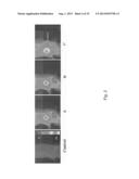 PAA NANOPLATFORMS CONTAINING FLUOROPHORES AND TARGETED MOIETIES COVALENTLY     LINKED AND PHOTOSENSITIZER POST-LOADED diagram and image