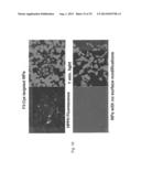 PAA NANOPLATFORMS CONTAINING FLUOROPHORES AND TARGETED MOIETIES COVALENTLY     LINKED AND PHOTOSENSITIZER POST-LOADED diagram and image