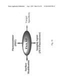 PAA NANOPLATFORMS CONTAINING FLUOROPHORES AND TARGETED MOIETIES COVALENTLY     LINKED AND PHOTOSENSITIZER POST-LOADED diagram and image