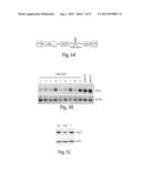 CNS TARGETING AAV VECTORS AND METHODS OF USE THEREOF diagram and image