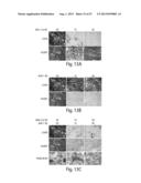 CNS TARGETING AAV VECTORS AND METHODS OF USE THEREOF diagram and image