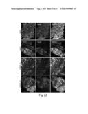 CNS TARGETING AAV VECTORS AND METHODS OF USE THEREOF diagram and image