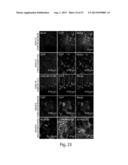 CNS TARGETING AAV VECTORS AND METHODS OF USE THEREOF diagram and image