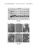 CNS TARGETING AAV VECTORS AND METHODS OF USE THEREOF diagram and image