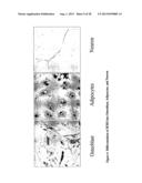 MULTIPOTENT STEM CELLS AND USES THEREOF diagram and image