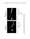 MULTIPOTENT STEM CELLS AND USES THEREOF diagram and image