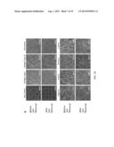 TISSUE-SPECIFIC DIFFERENTIATION MATRICES AND USES THEREOF diagram and image