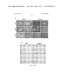 TISSUE-SPECIFIC DIFFERENTIATION MATRICES AND USES THEREOF diagram and image