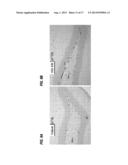 COMPOSITIONS TO EFFECT NEURONAL GROWTH diagram and image