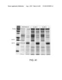 Glycosylation of Molecules diagram and image