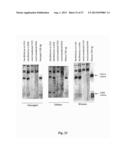 RNA-CODED ANTIBODY diagram and image