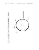 SSX-2 PEPTIDE ANALOGS diagram and image