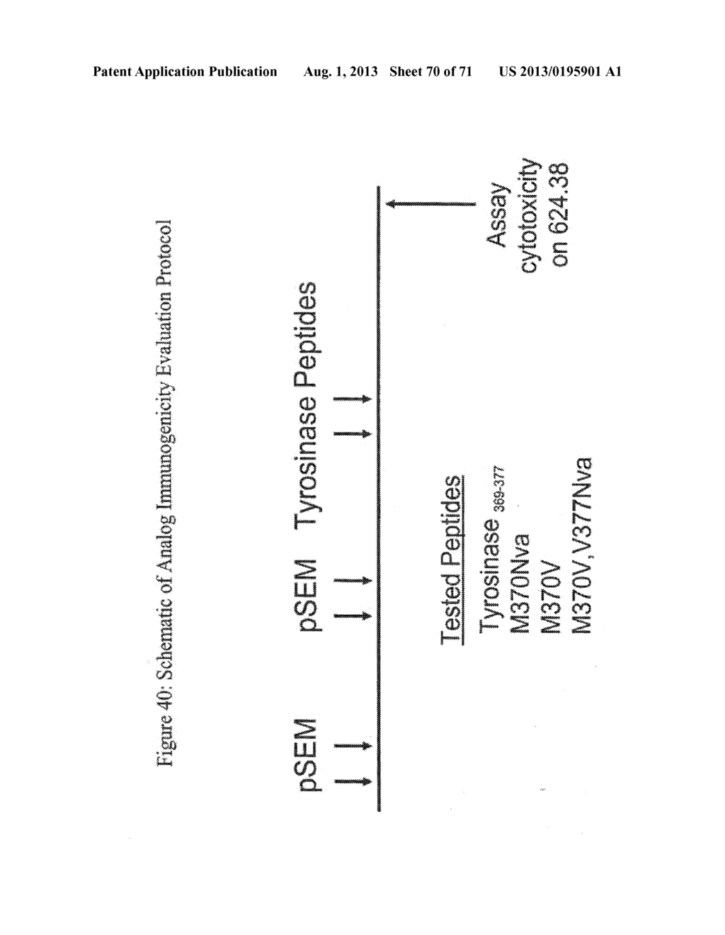 SSX-2 PEPTIDE ANALOGS - diagram, schematic, and image 71