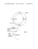 ANTI AGING APPLICATION AND METHOD FOR TREATING AGING diagram and image