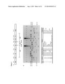 SPLICE VARIANTS OF HUMAN IL-23 RECEPTOR (IL-23R) mRNA AND USE OF A DELTA 9     ISOFORM IN PREDICTING INFLAMMATORY BOWEL DISEASES diagram and image