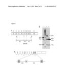 SPLICE VARIANTS OF HUMAN IL-23 RECEPTOR (IL-23R) mRNA AND USE OF A DELTA 9     ISOFORM IN PREDICTING INFLAMMATORY BOWEL DISEASES diagram and image