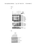 COMBINATORIAL POST-TRANSLATIONALLY-MODIFIED HISTONE PEPTIDES, ARRAYS     THEREOF, AND METHODS OF USING THE SAME diagram and image