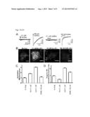 NEUROPROTECTION BY PHARMACOLOGICAL CHAPERONING OF NICOTINIC ACETYLCHOLINE     RECEPTORS diagram and image