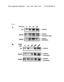 AGENT AND METHOD FOR STABILIZING MEMBRANE PROTEIN diagram and image