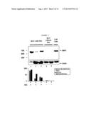 USE OF IMP3 AS A PROGNOSTIC MARKER FOR CANCER diagram and image