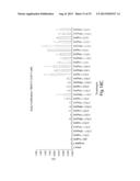 Method of Treating Ovarian and Renal Cancer Using Antibodies Against T     Cell Immunoglobulin Domain And Mucin Domain 1 (TIM-1) Antigen diagram and image