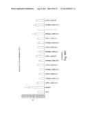 Method of Treating Ovarian and Renal Cancer Using Antibodies Against T     Cell Immunoglobulin Domain And Mucin Domain 1 (TIM-1) Antigen diagram and image