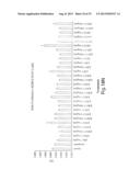 Method of Treating Ovarian and Renal Cancer Using Antibodies Against T     Cell Immunoglobulin Domain And Mucin Domain 1 (TIM-1) Antigen diagram and image