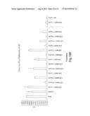 Method of Treating Ovarian and Renal Cancer Using Antibodies Against T     Cell Immunoglobulin Domain And Mucin Domain 1 (TIM-1) Antigen diagram and image